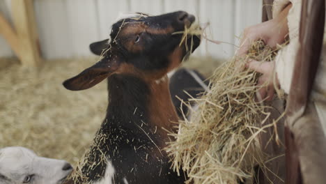 Baby-hands-with-a-bundle-of-hay---baby-feeding-goats-in-a-barn