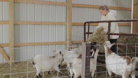 The-child-feeds-the-goats-in-the-stable.-Farm-life