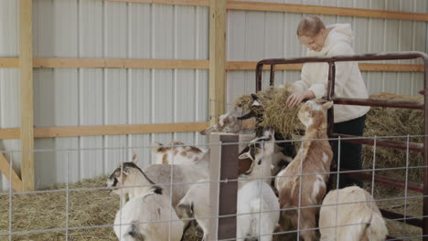 A-hard-working-child-feeds-goats-in-a-barn,-gives-them-bundles-of-hay