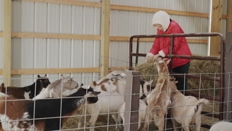 Farm-girl-feeds-goats-in-a-barn,-helps-parents-on-the-family-farm