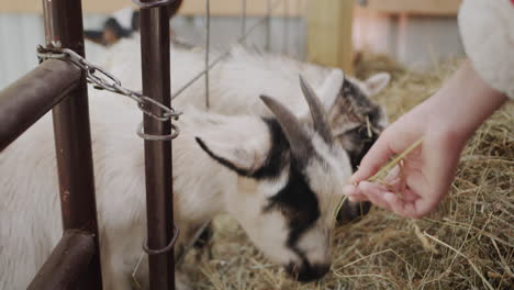 A-child-feeds-goats-hay,-goats-stick-their-heads-through-a-fence-and-eat-treats.
