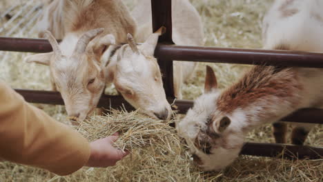 A-woman-feeds-goats-hay,-in-the-frame-you-can-only-see-her-hands-and-goats-that-take-treats.