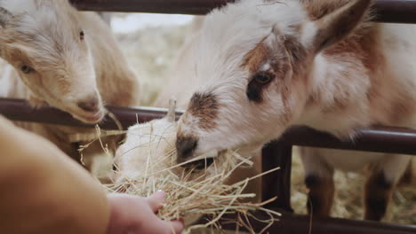 The-goats-in-the-barn-are-treated-to-fresh-hay.-A-farmer-feeds-his-pets-from-his-hand