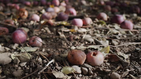 Rotten-apples-lie-on-the-ground-under-apple-trees-in-the-farmer's-garden.-Missing-products-and-losses