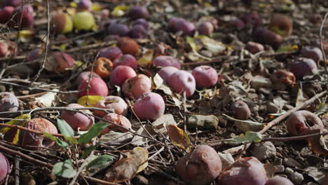 The-harvest-of-apples-in-the-garden-rots-on-the-ground.-Spoiled-products-and-losses