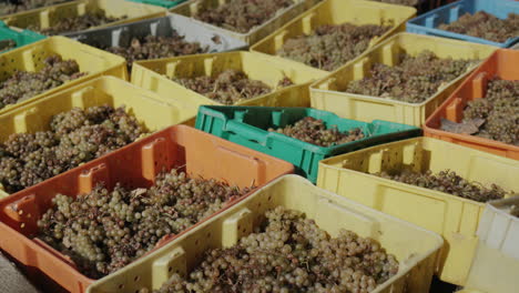 Many-colorful-boxes-with-harvested-grape-harvest.-White-wine-production