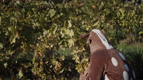 A-child-in-a-deer-costume-plucks-grapes-from-a-vineyard-and-eats