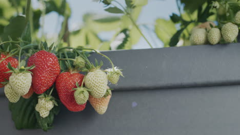 Slider-shot:-Juicy-strawberries-ripen-in-a-high-dutch-garden