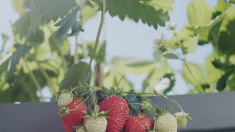 Tilt-shot:-Slider-shot:-Juicy-strawberries-ripen-in-a-high-dutch-garden