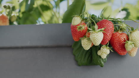 Saftige-Erdbeeren-Reifen-In-Einem-Hohen-Holländischen-Garten.-Schieberegler-4K-Video