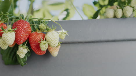 Clusters-of-ripe-strawberries-hang-from-a-dutch-high-bed