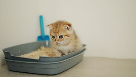 Ginger-kitten-in-his-toilet,-animal-hygiene