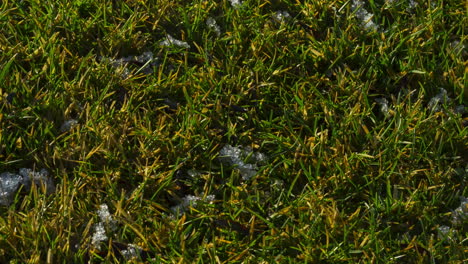 Snow-melts-on-green-grass.-The-coming-of-spring-.-Timelapse-video