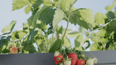 Tilt-shot:-Clusters-of-ripe-strawberries-hang-from-a-dutch-high-bed
