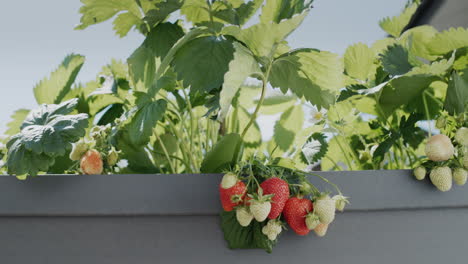 Slider-wide-shot:-Clusters-of-ripe-strawberries-hang-from-a-dutch-high-bed