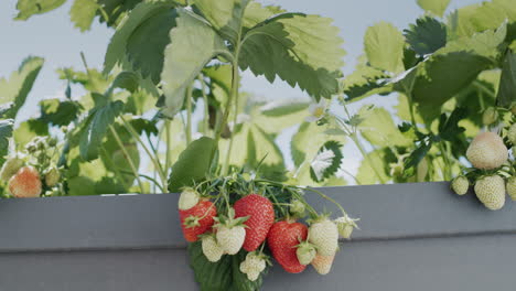 Slider-wide-shot:-Clusters-of-ripe-strawberries-hang-from-a-dutch-high-bed