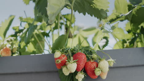 A-bunch-of-ripe-strawberries-hangs-from-a-high-dutch-garden