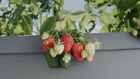 The-camera-zooms-in-on-the-clusters-of-ripe-red-strawberries-that-grow-in-the-high-dutch-garden.