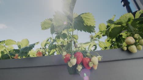 Die-Sonne-Beleuchtet-Die-Wunderschönen-Saftigen-Erdbeeren,-Die-Im-High-Dutch-Garden-Wachsen.