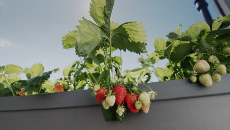Die-Sonne-Beleuchtet-Die-Wunderschönen-Saftigen-Erdbeeren,-Die-Im-High-Dutch-Garden-Wachsen.-Schieberegler-4K-Aufnahme