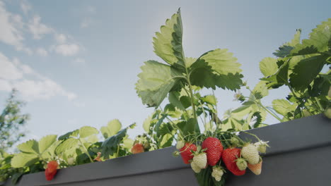 Die-Sonne-Beleuchtet-Die-Wunderschönen-Saftigen-Erdbeeren,-Die-Im-High-Dutch-Garden-Wachsen.-Kippschuss