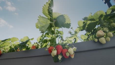 Several-juicy-strawberries-ripen-in-the-sun