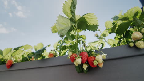 Slider-shot:-Several-juicy-strawberries-ripen-in-the-sun