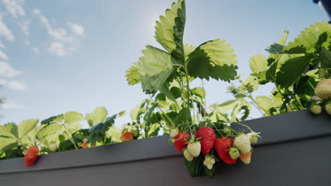 Slider-4k-shot:-Several-juicy-strawberries-ripen-in-the-sun