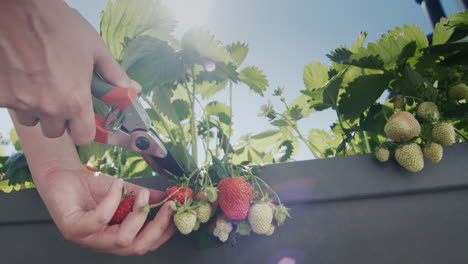 A-gardener-cuts-ripe-strawberries-from-a-dutch-high-bed