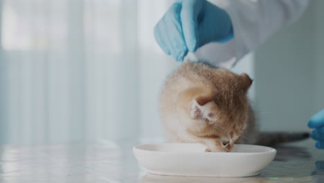 Tierarzt-Untersucht-Ein-Kätzchen-Und-Lenkt-Es-Mit-Einem-Köstlichen-Leckerbissen-Ab
