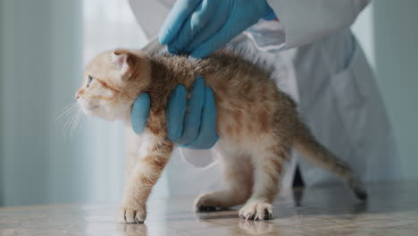The-veterinarian-treats-the-kitten's-coat-with-a-drug-against-ticks-and-fleas