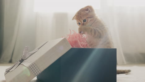 Funny-red-kitten-unpacks-gifts,-looks-into-the-box