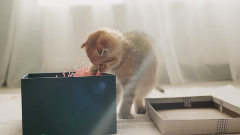 Die-Katze-Packt-Das-Geschenk-Aus,-Schaut-In-Die-Schachtel