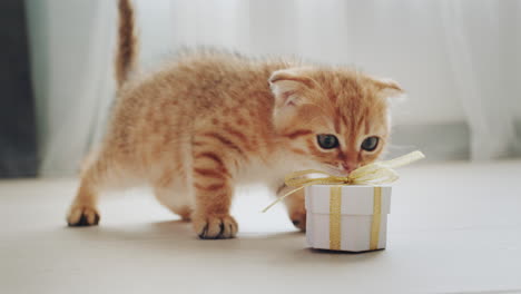Cute-kitten-received-a-gift,-examines-a-box-in-a-festive-package