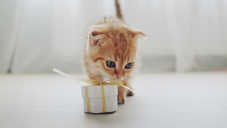 Curious-ginger-kitten-sniffs-a-small-box-with-a-gift
