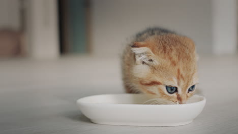 Ginger-kitten-eats-from-a-bowl-on-the-floor-in-the-living-room-at-home