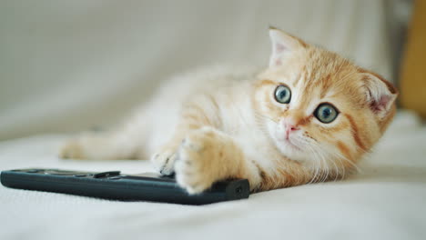 Kitten-child-watching-TV,-holding-a-paw-on-the-remote