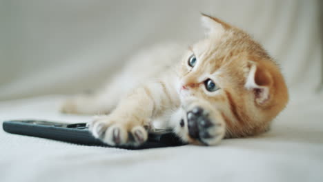 Ginger-kitten-watches-TV,-holds-the-remote-control-in-his-paw.-Yawns-slightly