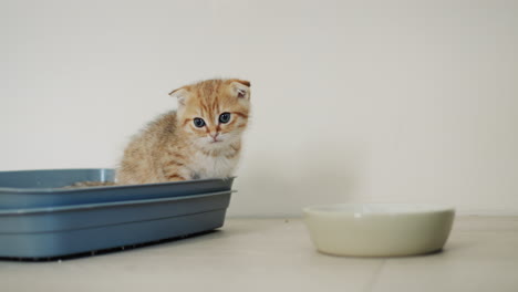 Ginger-kitten-on-his-toilet,-next-to-his-bowl