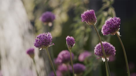 Flowers-are-watered-in-the-garden,-in-the-foreground-are-beautiful-purple-flowers