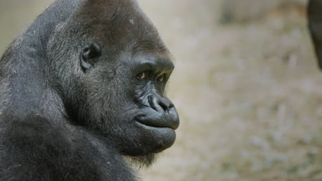 Portrait-of-a-large-male-gorilla,-side-view