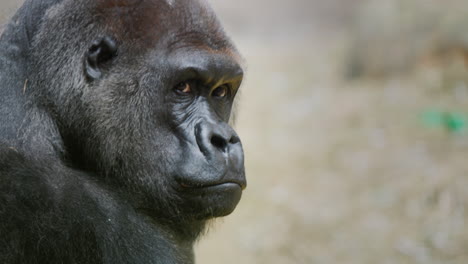 Portrait-of-an-adult-male-gorilla,-side-view