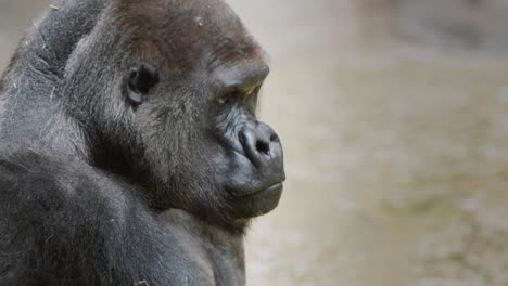 Portrait-of-a-formidable-male-gorilla,-strength-and-power-of-the-animal