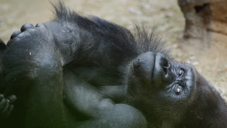 A-funny-gorilla-rests-lying-on-the-sand.