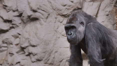 A-large-male-gorilla-chews-something,-sitting-against-a-background-of-rocks