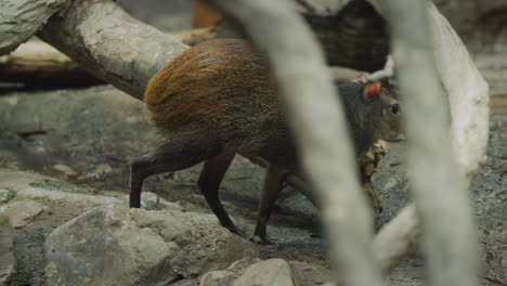 Amazing-Brazilian-Agouti-walks-under-the-cones-of-a-large-tree.