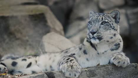 Snow-leopard-resting-on-the-rocks.-Snow-leopard-is-a-large-predatory-mammal-of-the-feline-family-that-lives-in-the-mountains-of-Central-Asia.