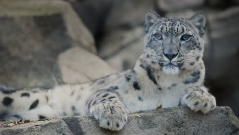 Portrait-of-a-formidable-snow-leopard.