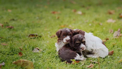 Several-cute-little-puppies-on-the-autumn-lawn,-cuddling-up-to-each-other