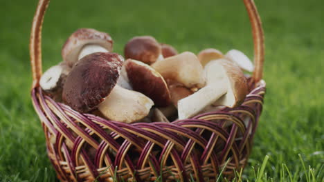 Wild-mushrooms-are-in-a-wicker-basket---an-ingredient-for-gourmet-dishes